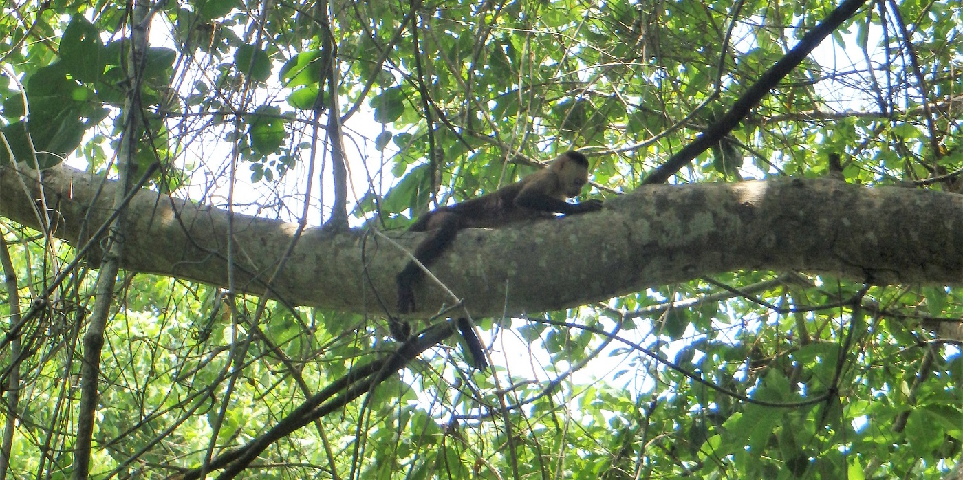 A Capuchin monkey in a tree