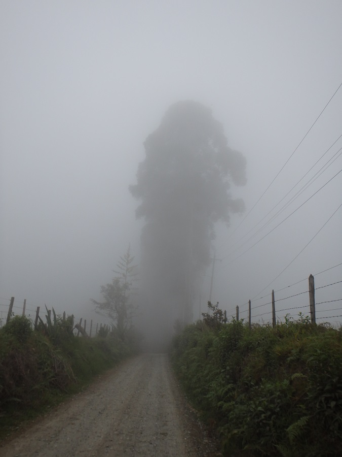 The thick fog made trees look like creepy shadows