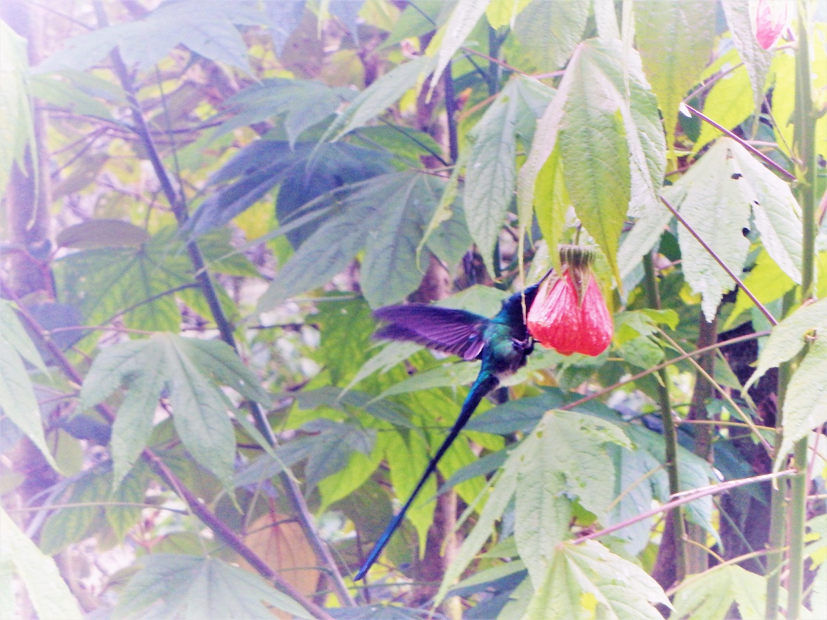 A hummingbird in flight next to a flower