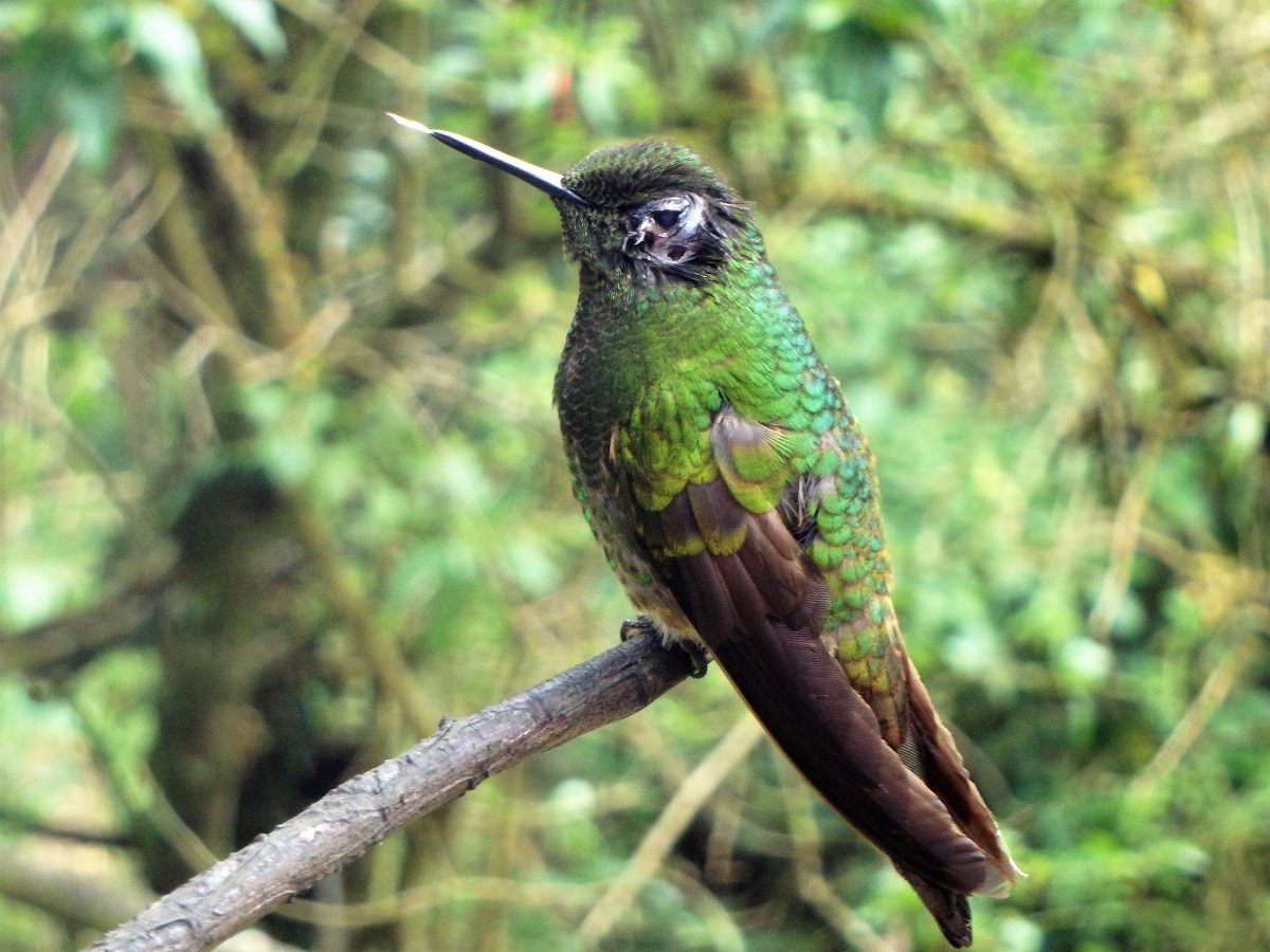 A hummingbird settled on a perch with his tongue out