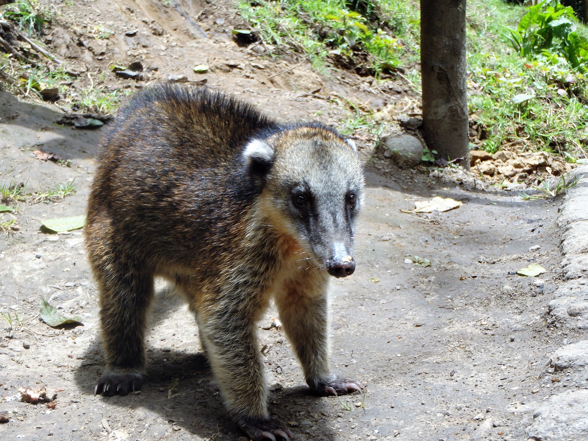 A South American coati