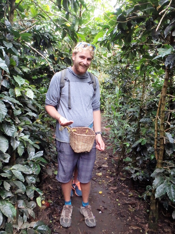 Rhys among the coffee plants with a wicker basket strapped around his waste