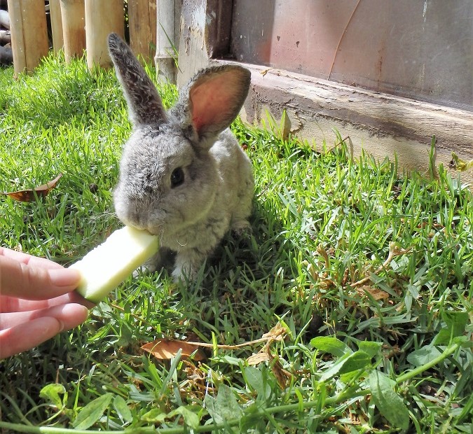 Feeding a baby rabbit at our hostel