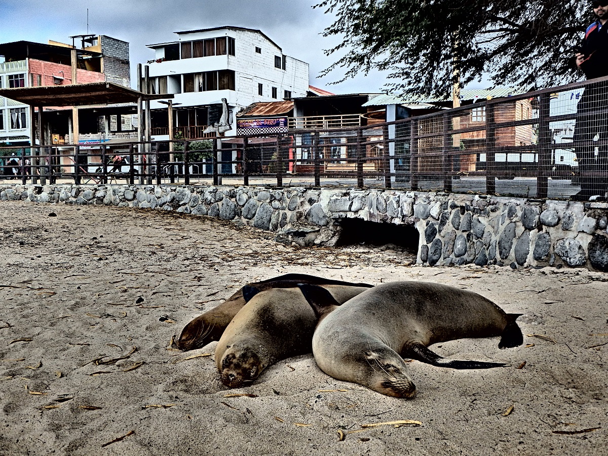 Three sea lions cuddle as they sleep with town of San Cristobal in the background