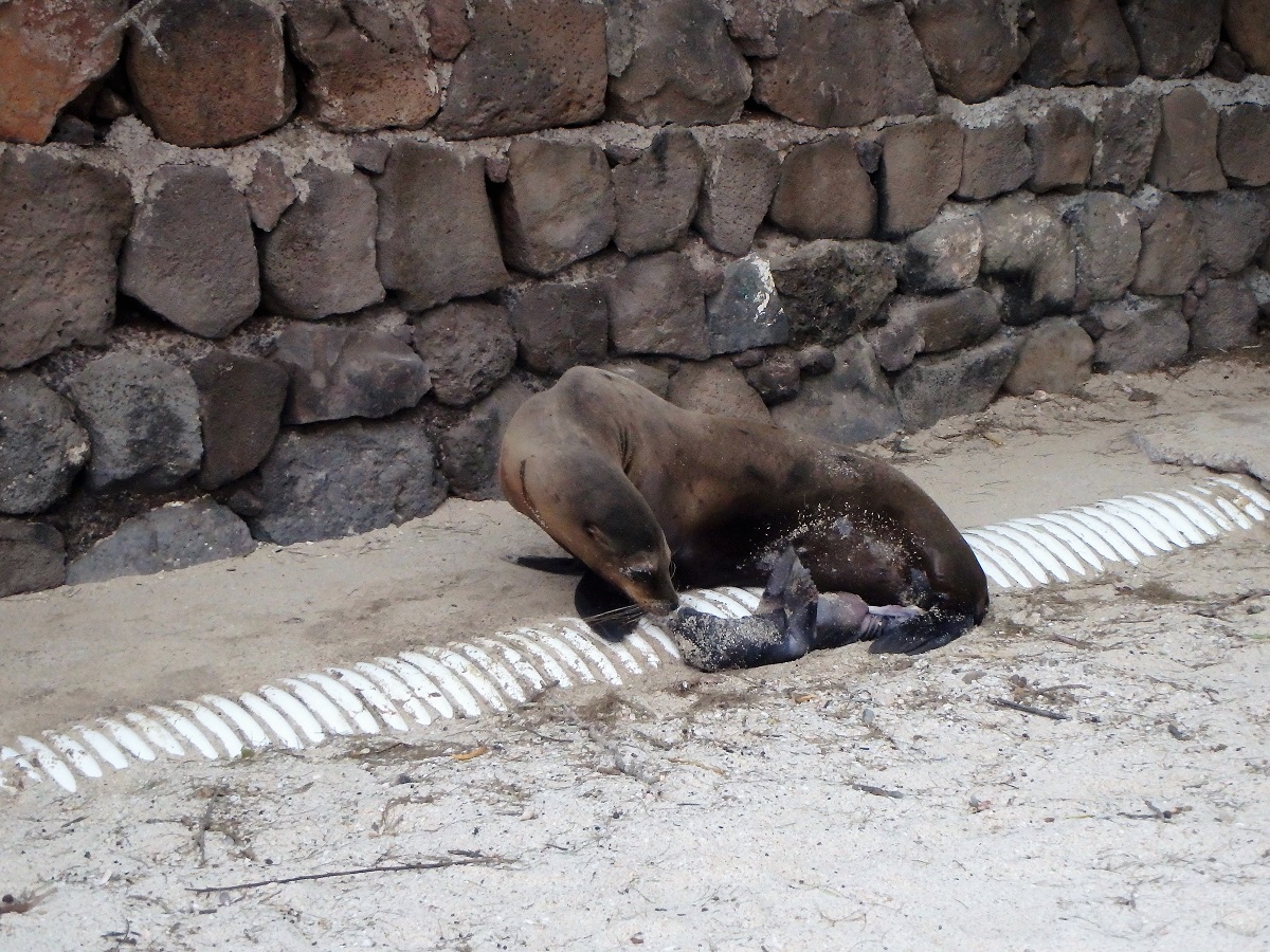 A photo of the sea lion with her baby after just giving birth