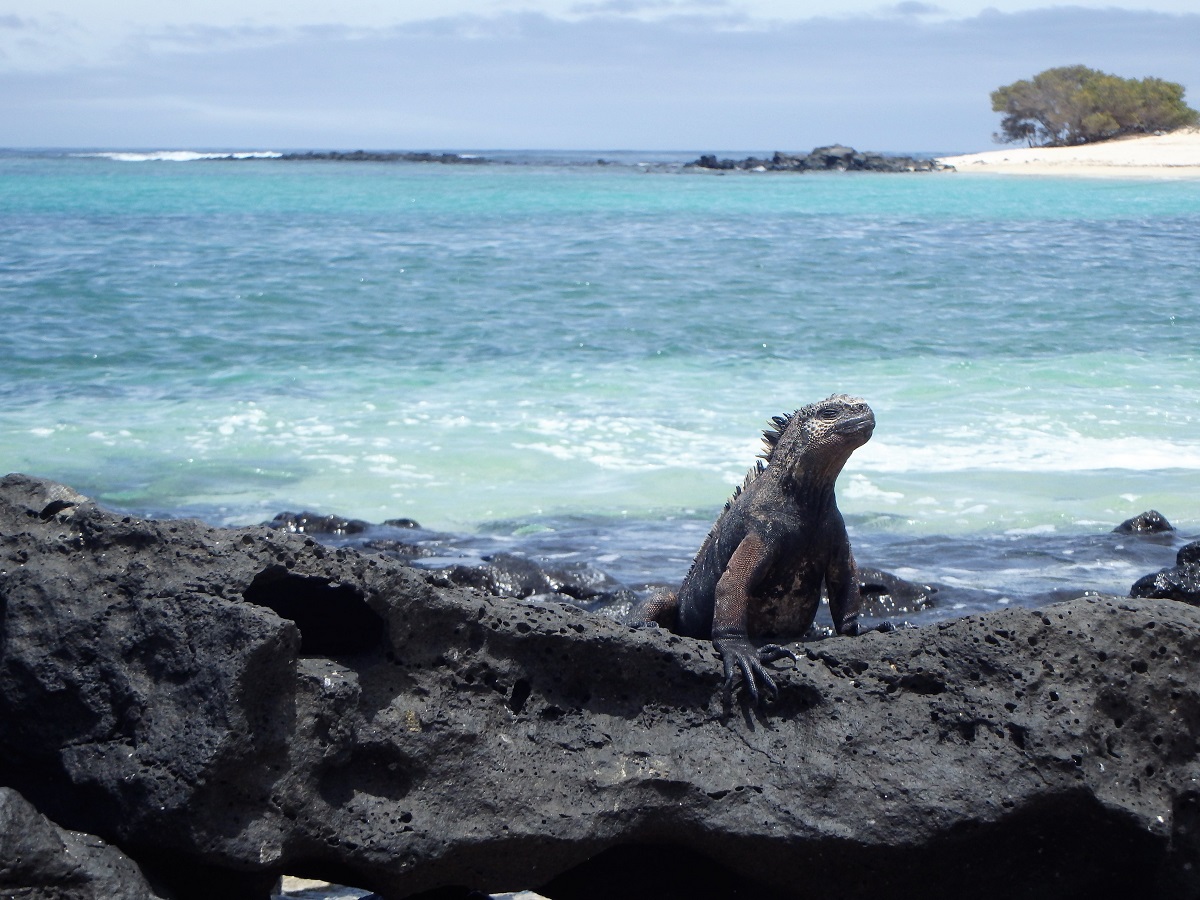 A marine iguana basking in the sun on the rocks Playa El Manglecito