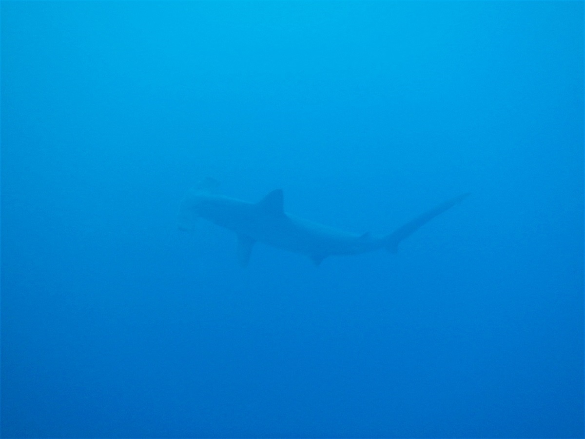 The vague outline of a scalloped hammerhead below