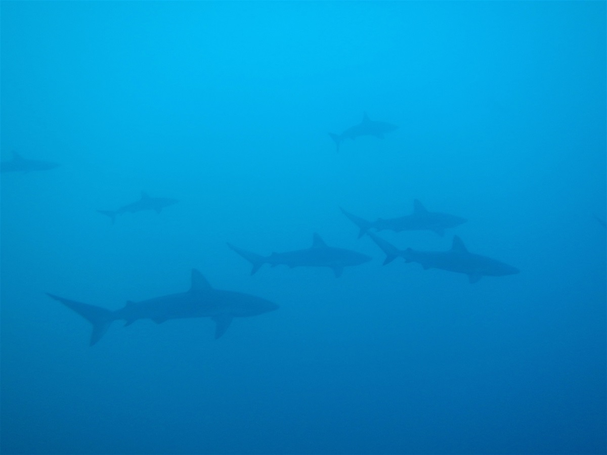 An underwater photo showing the shadows of several sharks