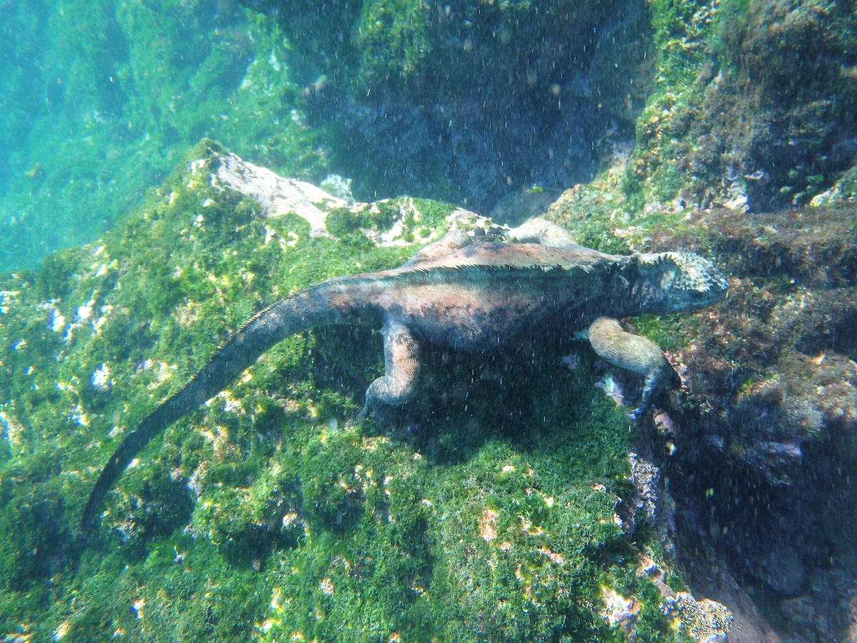 A marine iguana feeding on algae from rocks beneath the surface