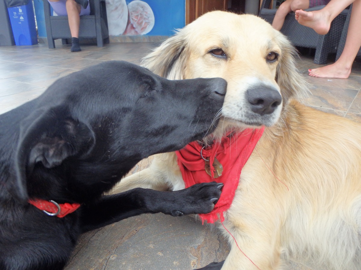 The two gorgeous dogs at the Happy Buddha Hostel in Guatape