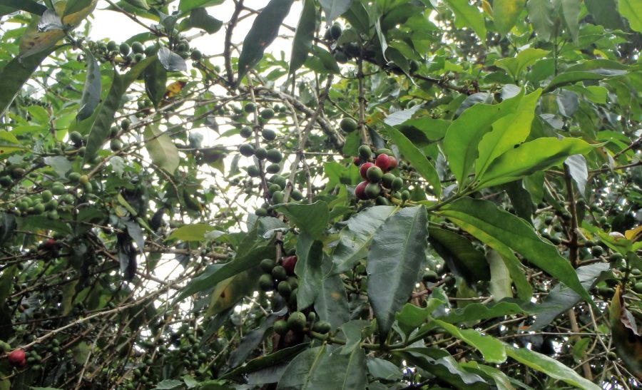 Green and red coffee 'cherries' on the coffee plants