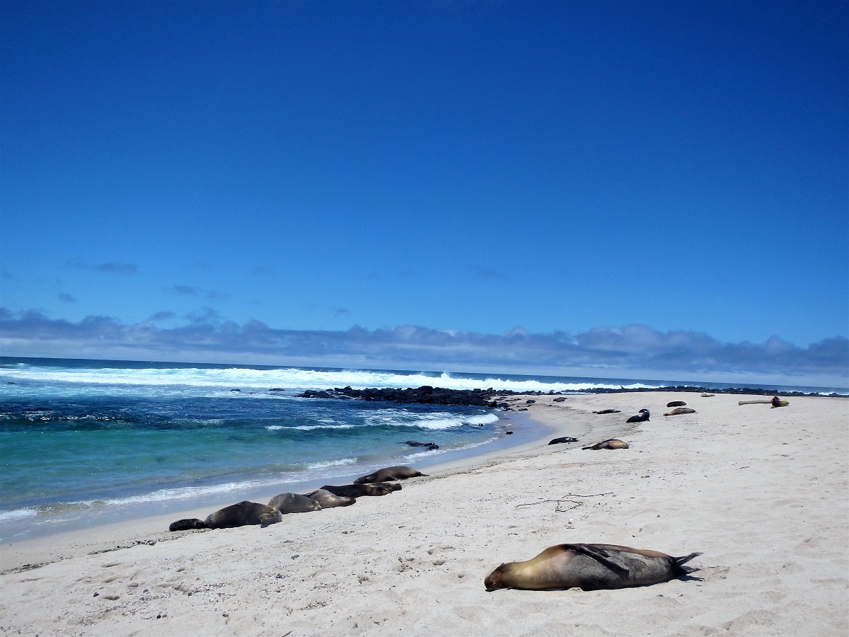 Clear sea, golden sands and lots of snoozing sea lions