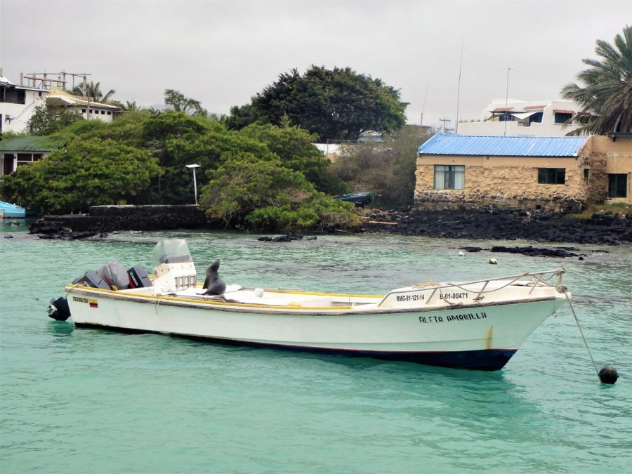 Galapagos Islands, archipelago, Santa Cruz, Isabela, San Cristobal, sea lions, 