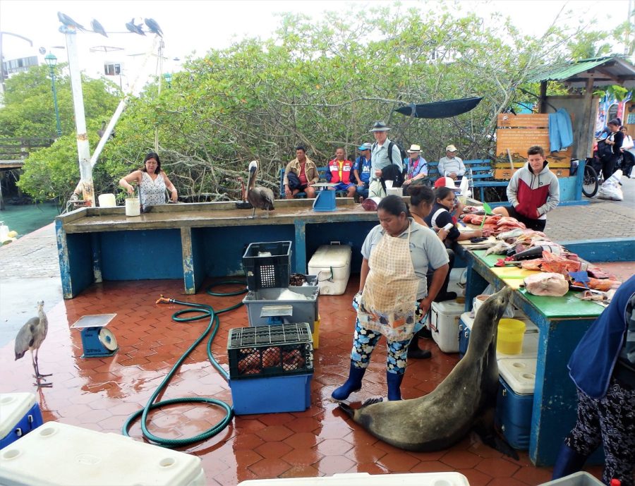 Puerto Ayora's fish market and the resident sea lion