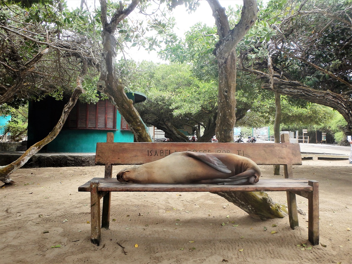 A sea lion sprawled across a beanch seat