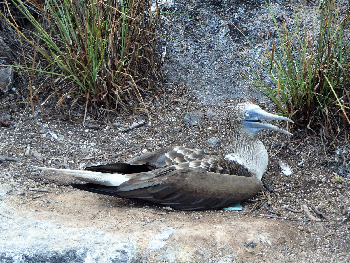 A blue-footed boobie bird resting in it's nest on the ground