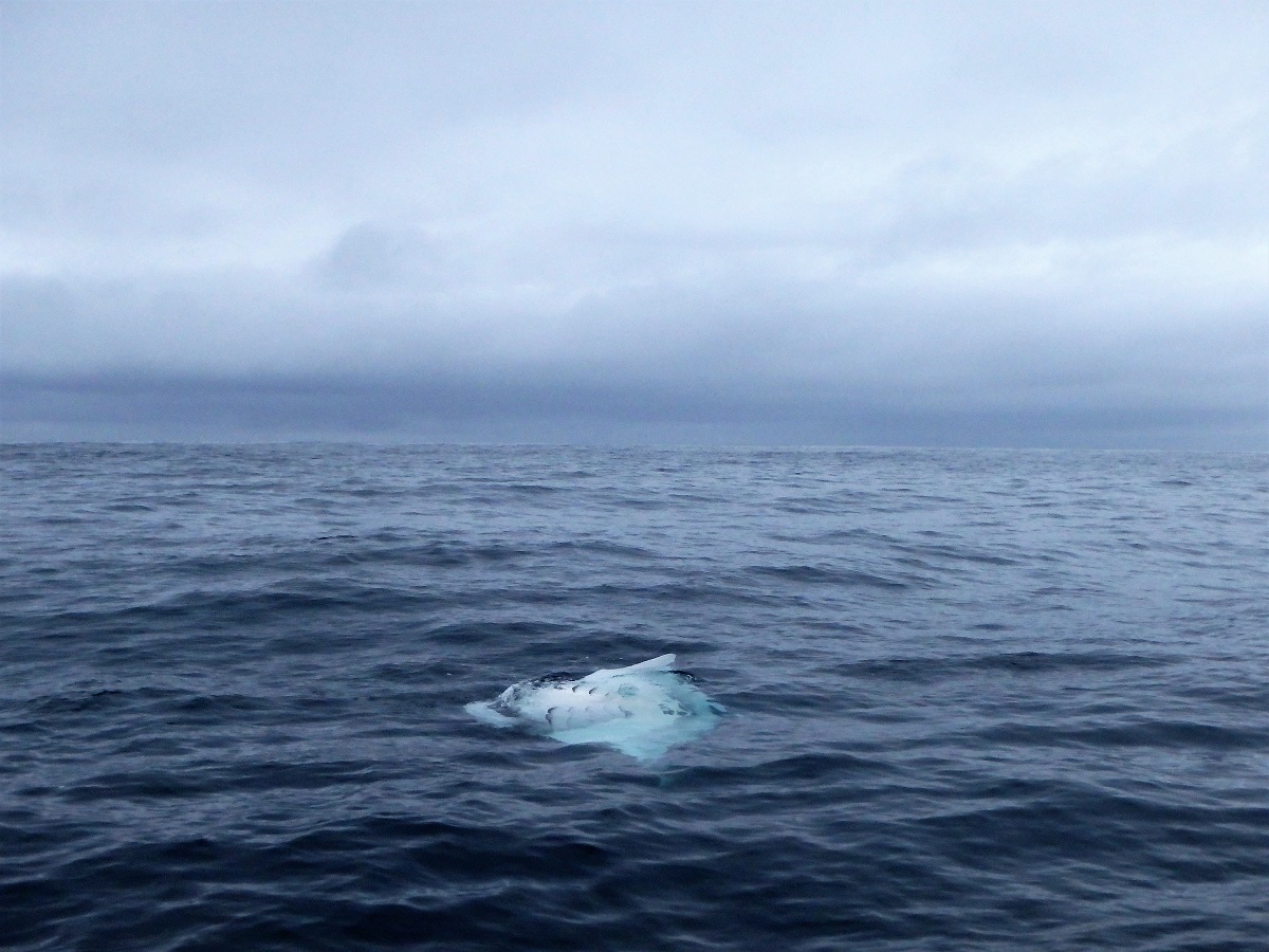 A manta rolling backwards beneath the surface to feed