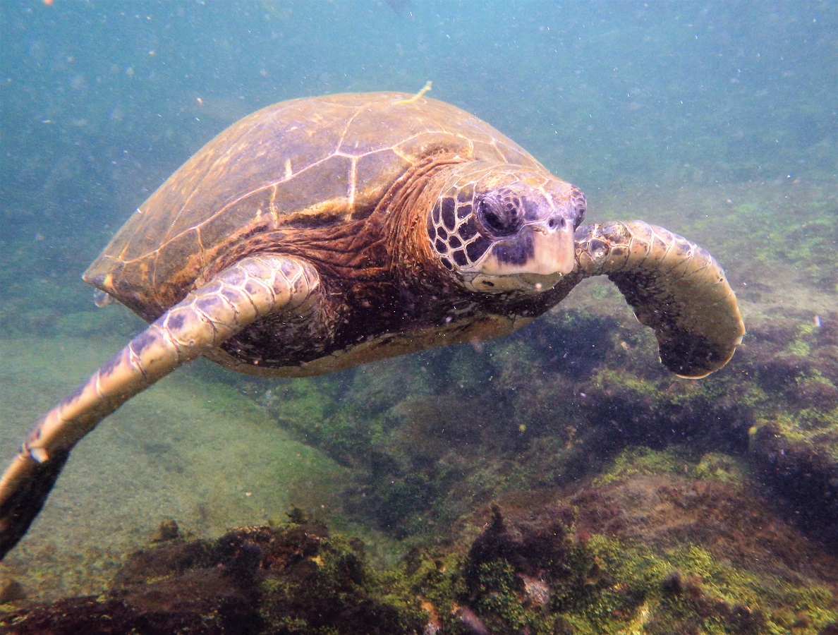 A close up of a huge, grumpy-looking sea turtle 