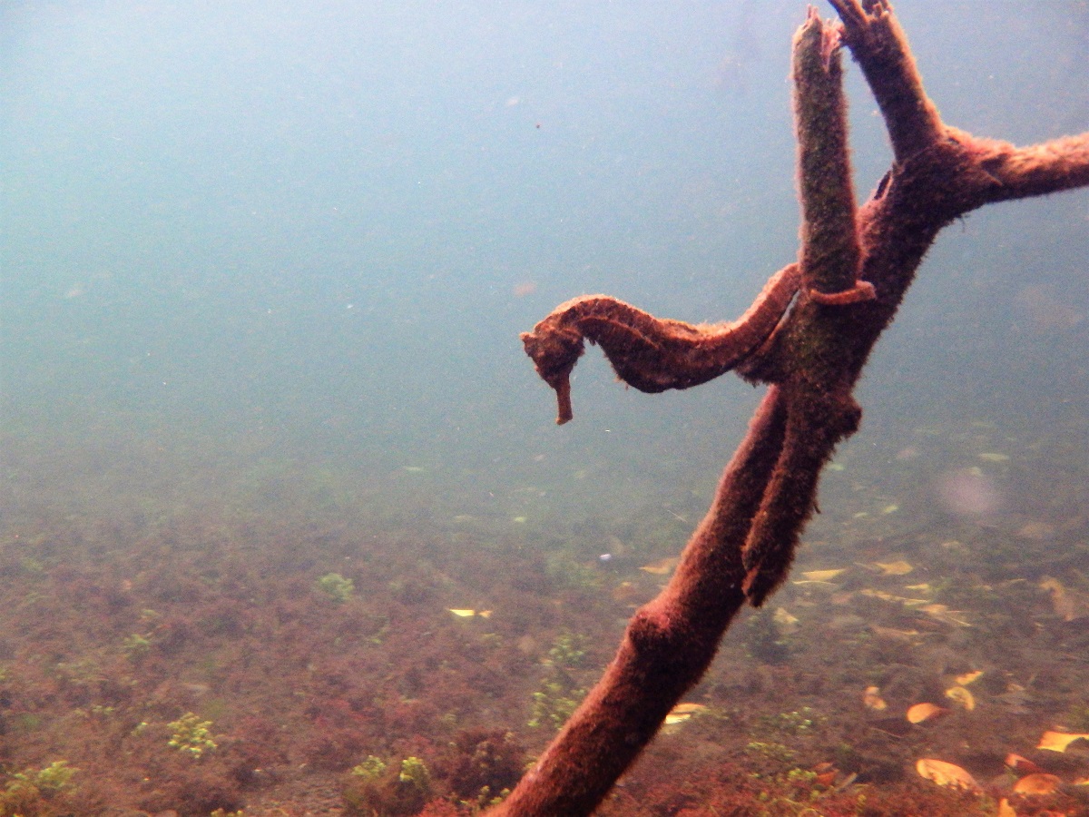 A well camoflauged seahorse within the mangroves