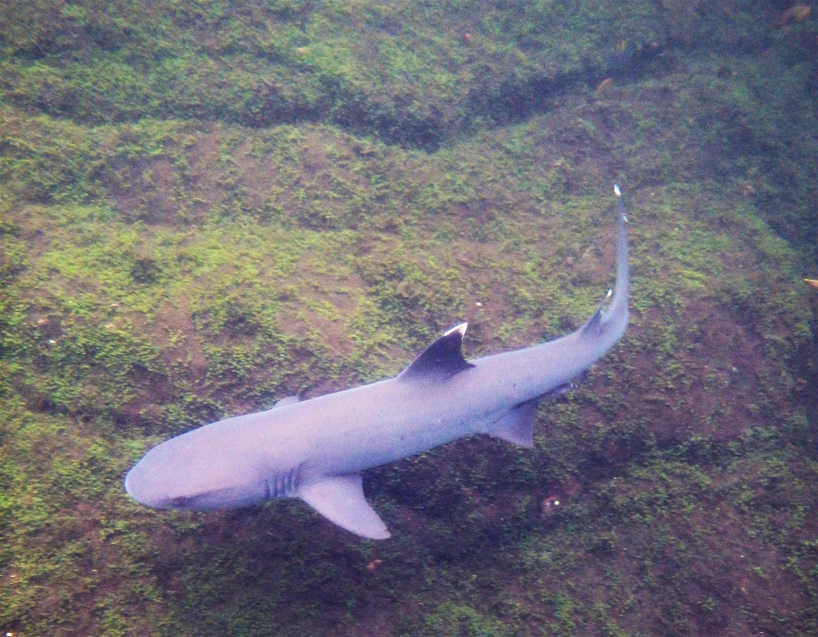 A small shark swims along the mangrove bottom