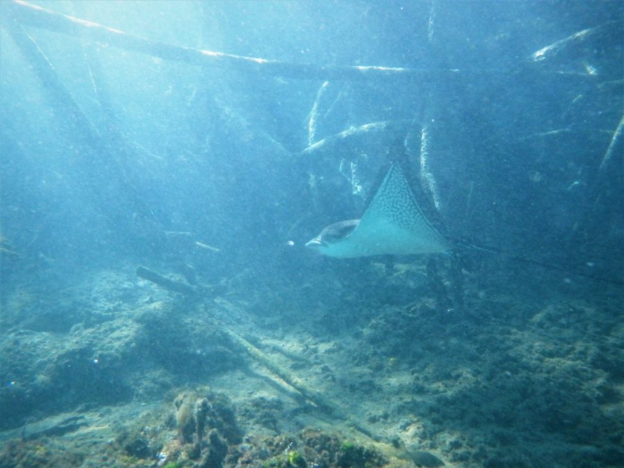 A baby eagle ray cruising through the mangroves