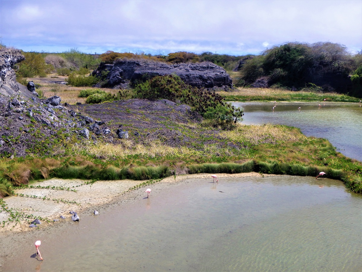 A view of several flamingos feeding in the lake down below