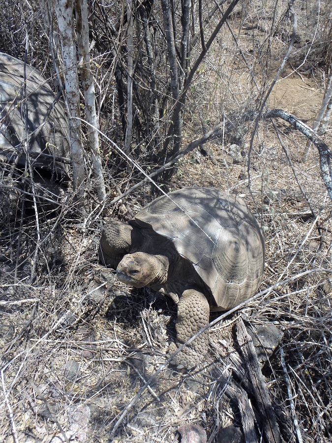 A wild giant tortoise casually making his way through the shrubery