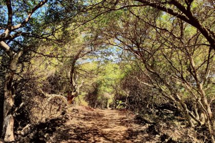 Isabela Island, Galapagos