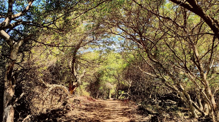 Isabela Island, Galapagos