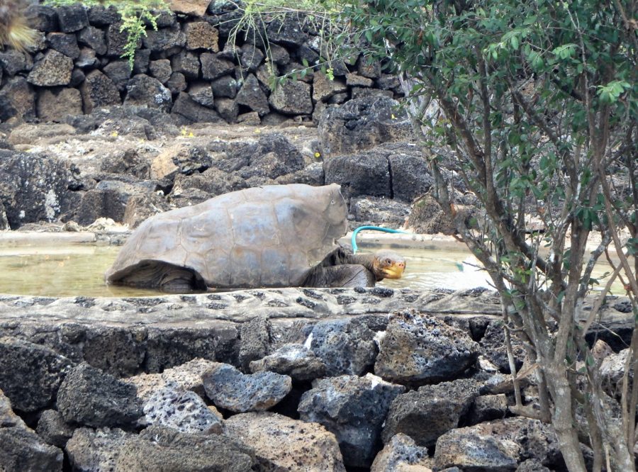 Galapagos Islands, archipelago, Santa Cruz, Isabela, San Cristobal, sea lions, 