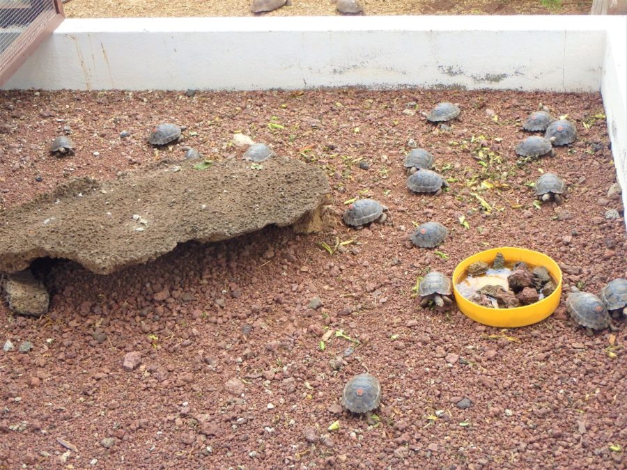 Galapagos Islands, archipelago, Santa Cruz, Isabela, San Cristobal, sea lions,