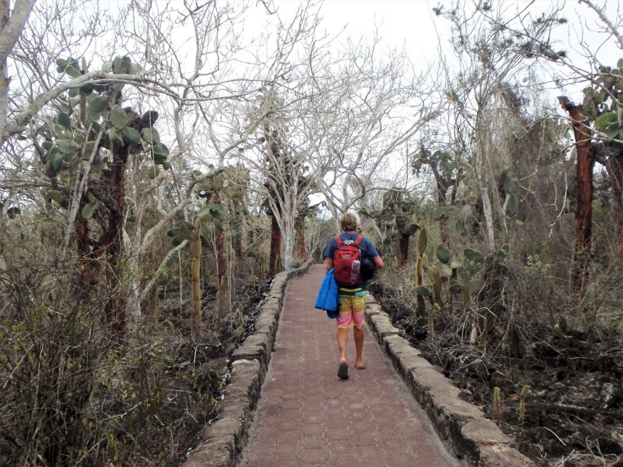 Galapagos Islands, archipelago, Santa Cruz, Isabela, San Cristobal, sea lions, Tortuga Bay, hiking, walking, snorkelling