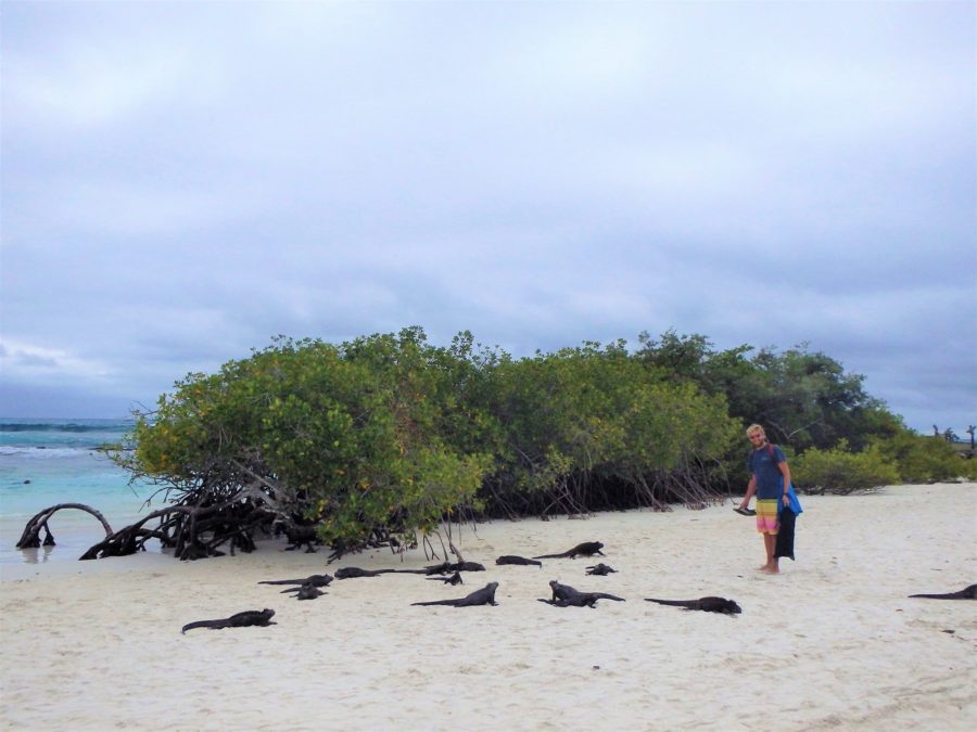 Galapagos Islands, archipelago, Santa Cruz, Isabela, San Cristobal, sea lions, Playa Brava, Tortuga Bay, marine iguanas