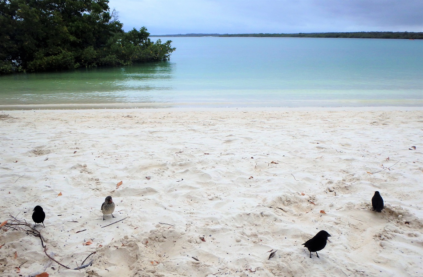 The finches that harassed us for food