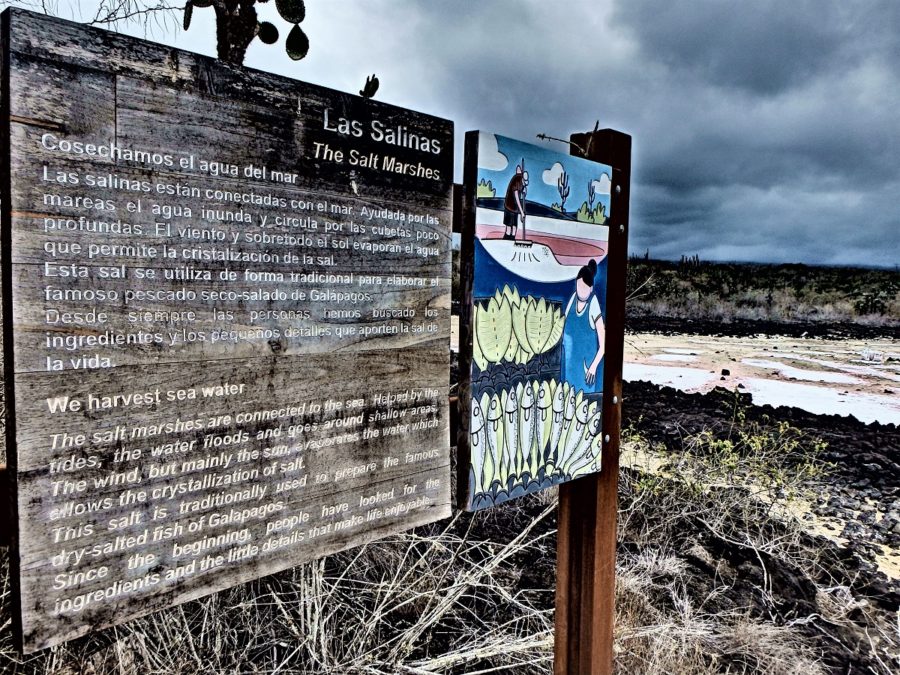 Galapagos Islands, archipelago, Santa Cruz, Isabela, San Cristobal, sea lions,