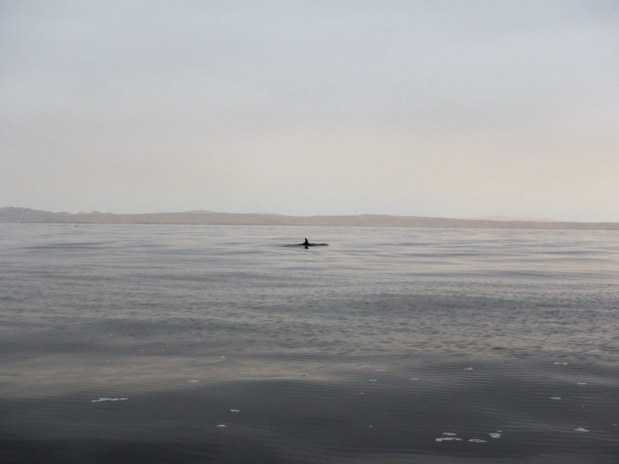 South America, Peru, Paracas, Paracas National Reserve, Isla Ballestas