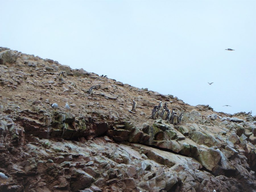 South America, Peru, Paracas, Paracas National Reserve, Isla Ballestas