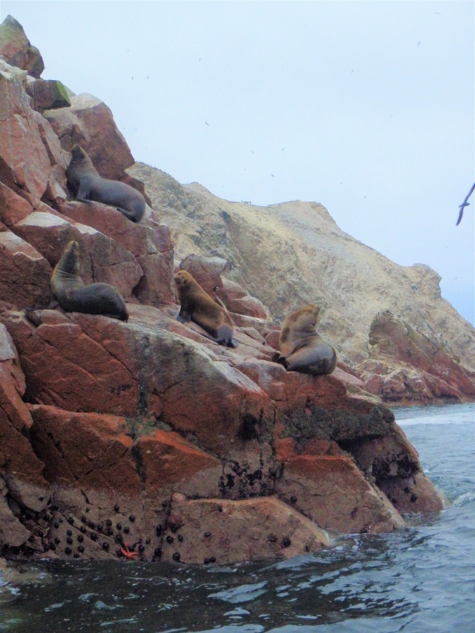 South America, Peru, Paracas, Paracas National Reserve, Isla Ballestas