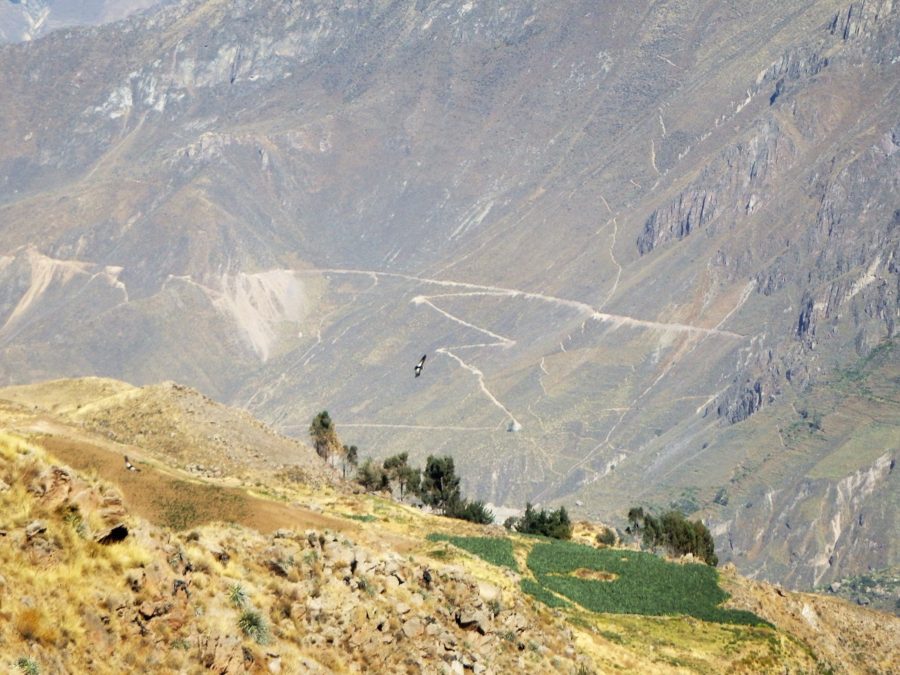 A view down into the canyon as a condor swoops through the valley