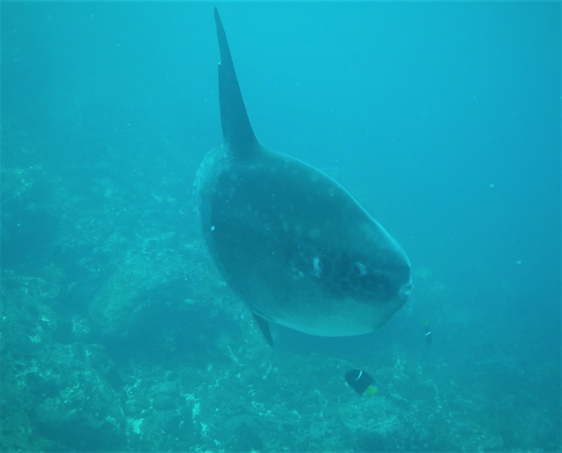 A great snapshot from Rhys' GoPro of the sunfish he saw