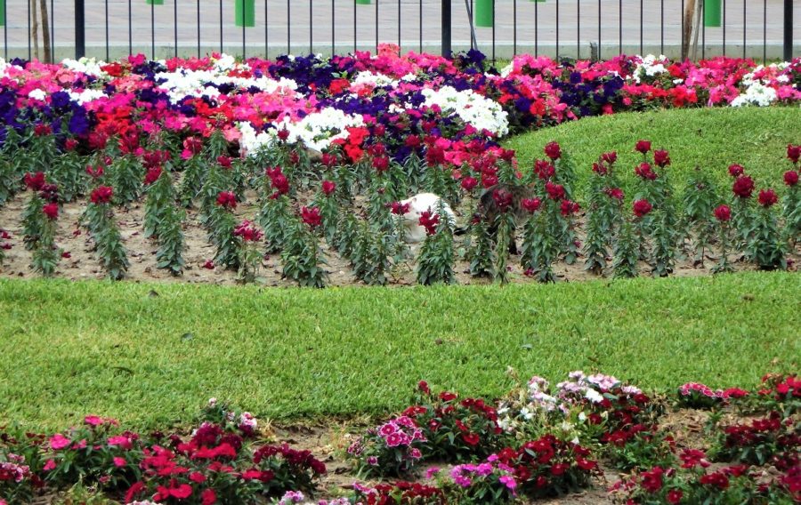 A tabby and white cat are hidden within the park's flowers