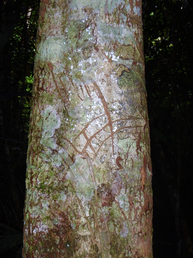 Bolivia's Amazon, Amazon Jungle, Amazon Pampas Wetlands, Bolivia, Rurrenabaque, South America, Backpacking, Budget Travel, Couple Travel, jaguars, claw marks