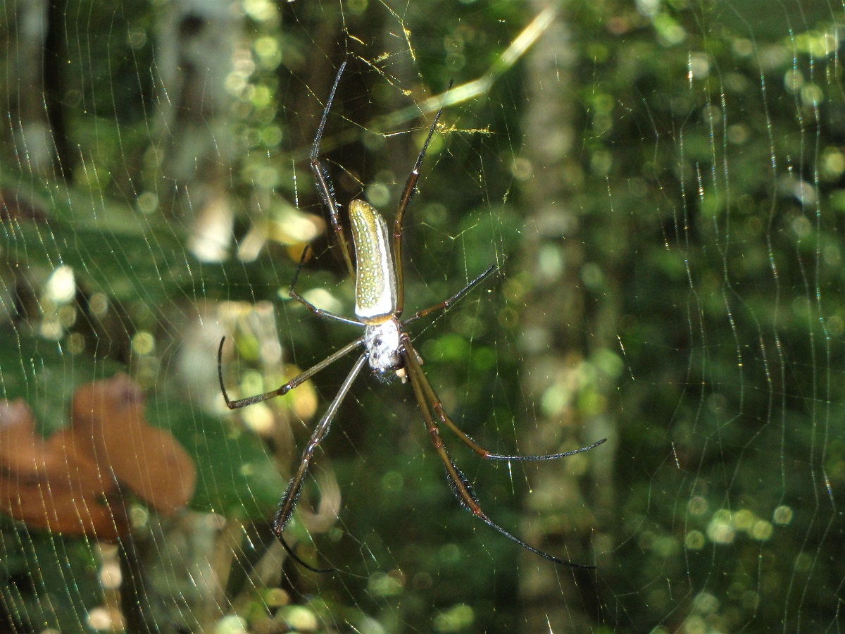 Bolivia's Amazon, Amazon Jungle, Amazon Pampas Wetlands, Bolivia, Rurrenabaque, South America, Backpacking, Budget Travel, Couple Travel, spiders