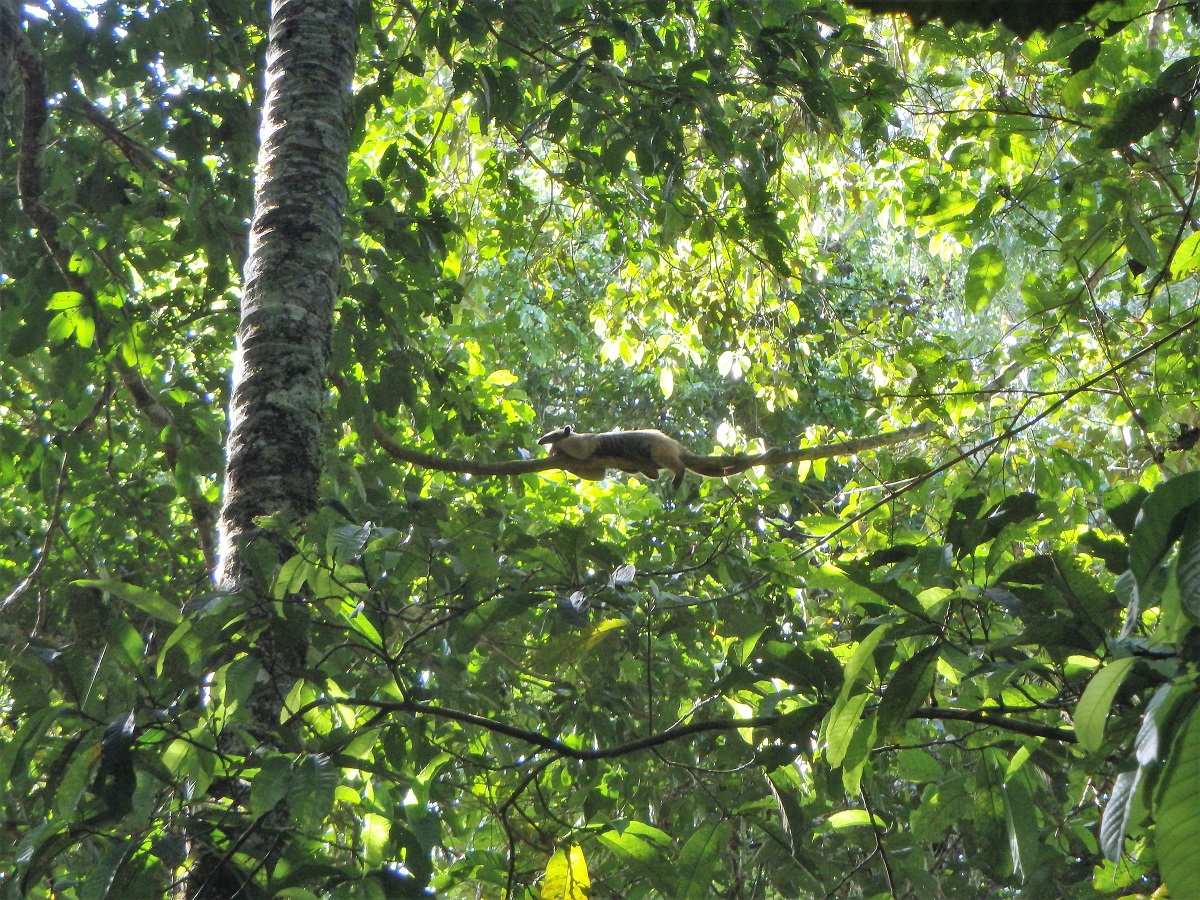 Bolivia's Amazon, Amazon Jungle, Amazon Pampas Wetlands, Bolivia, Rurrenabaque, South America, Backpacking, Budget Travel, Couple Travel