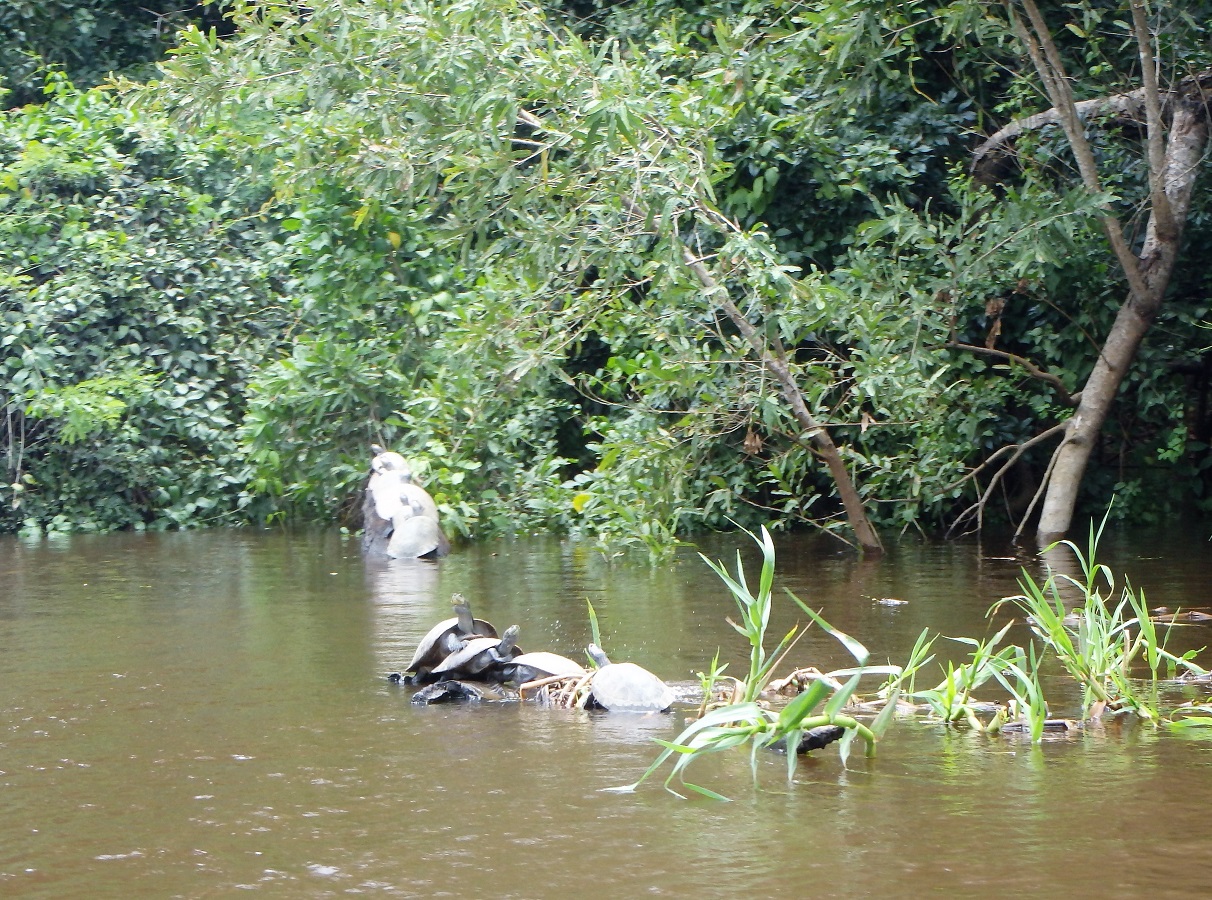 Bolivia's Amazon, Amazon Jungle, Amazon Pampas Wetlands, Bolivia, Rurrenabaque, South America, Backpacking, Budget Travel, Couple Travel, terrapins