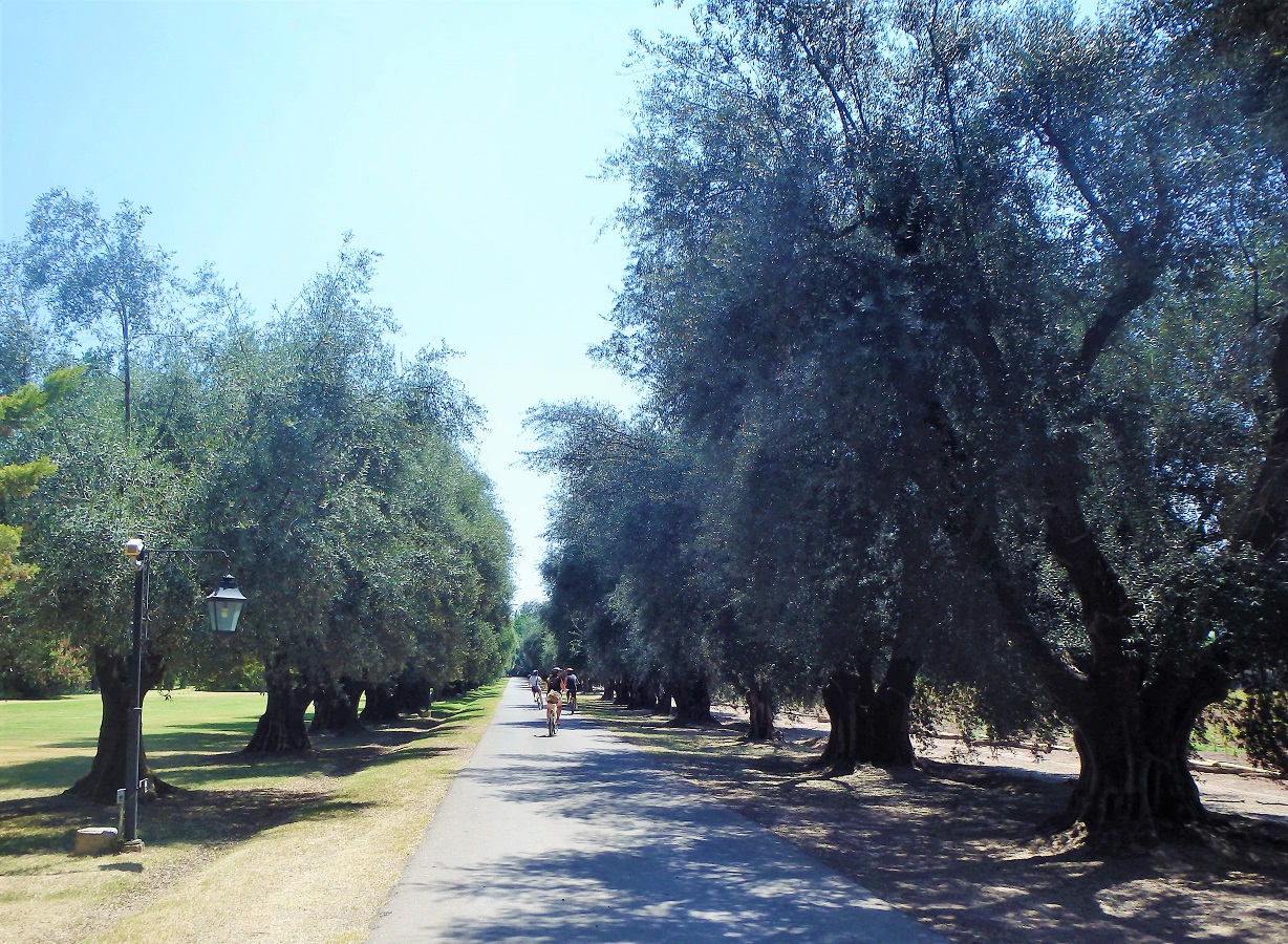 Argentina, South America, Mendoza, Vineyards, Wine, Malbec, Winery, cycling, wine-route