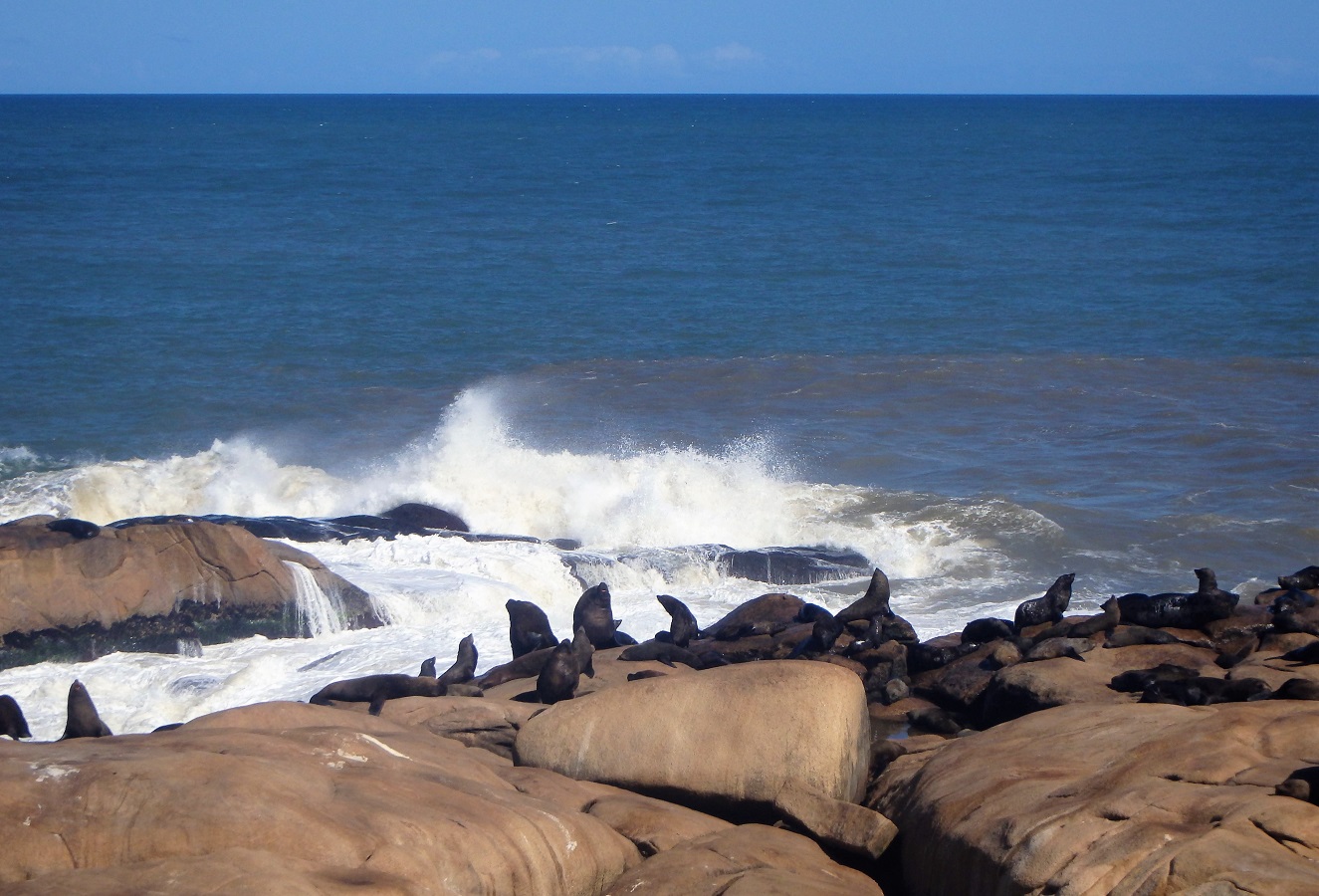 Sea lions in Cabo Palonio, Uruguay