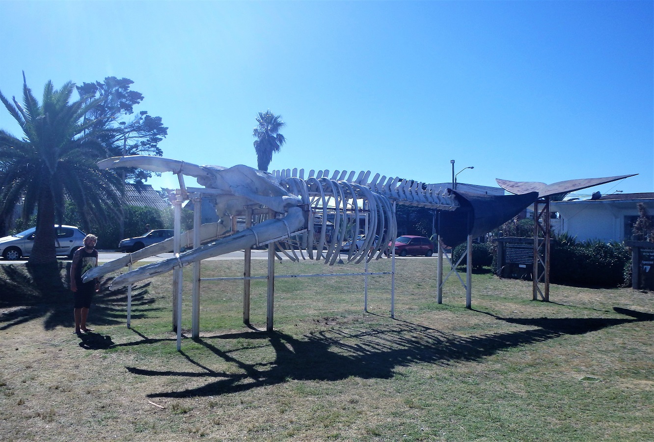 A huge whale skeleton on display in La Paloma, Uruguay