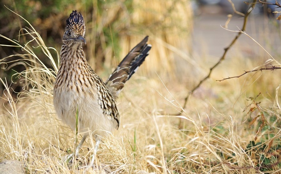 USA, America, Travel Blog, Road Trip, Campervan, Budget, Travel Tips, roadrunner, Texas, Big Bend National Park