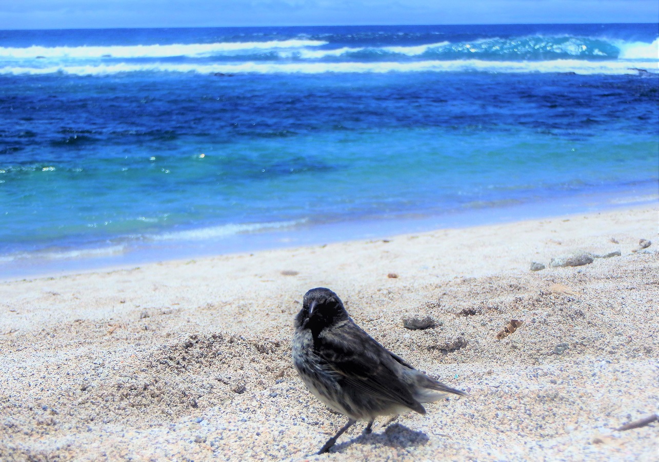 A curious finch investigating our set-up on the beach